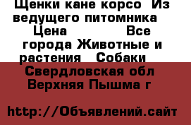 Щенки кане корсо! Из ведущего питомника! › Цена ­ 60 000 - Все города Животные и растения » Собаки   . Свердловская обл.,Верхняя Пышма г.